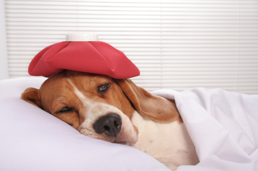 kranker Hund Bildquelle (c) istock